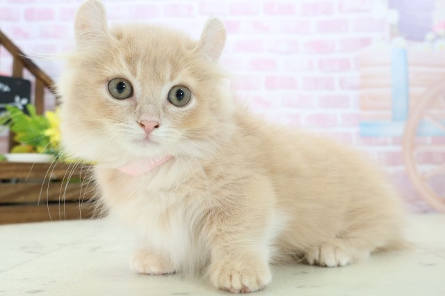 佐賀県のキンカロー (Coo&RIKU佐賀神埼店/2025年10月10日生まれ/女の子/クリームタビー)の子猫の3枚目の画像