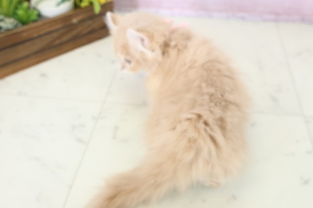 佐賀県のキンカロー (Coo&RIKU佐賀神埼店/2025年10月10日生まれ/女の子/クリームタビー)の子猫の4枚目の画像