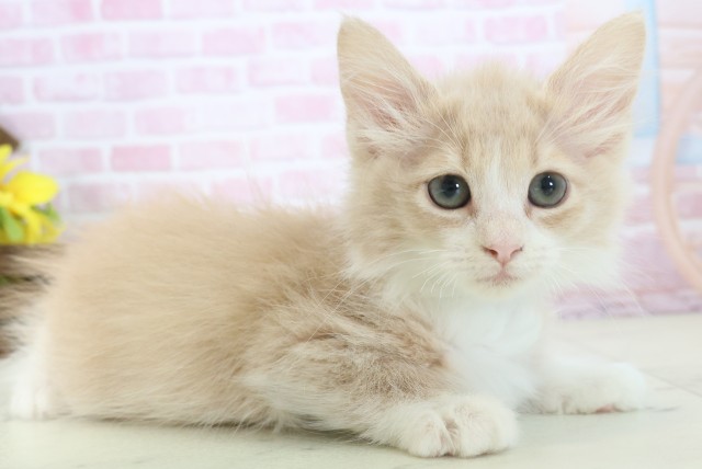 熊本県のノルウェージャンフォレストキャット (Coo&RIKU熊本店/2025年11月3日生まれ/男の子/クリームタビーホワイト)の子猫の2枚目の画像