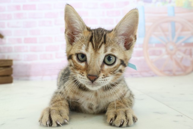 島根県のトイガー (Coo&RIKU出雲店/2025年11月13日生まれ/男の子/ブラウンスポットタビー)の子猫の1枚目の画像