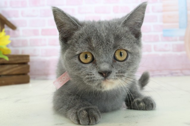 広島県のブリティッシュショートヘアー (Coo&RIKU福山店/2025年10月1日生まれ/女の子/ブルークリーム)の子猫の1枚目の画像