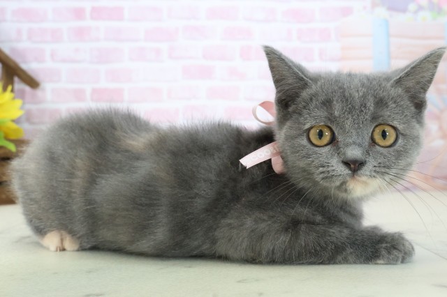 広島県のブリティッシュショートヘアー (Coo&RIKU福山店/2025年10月1日生まれ/女の子/ブルークリーム)の子猫の2枚目の画像