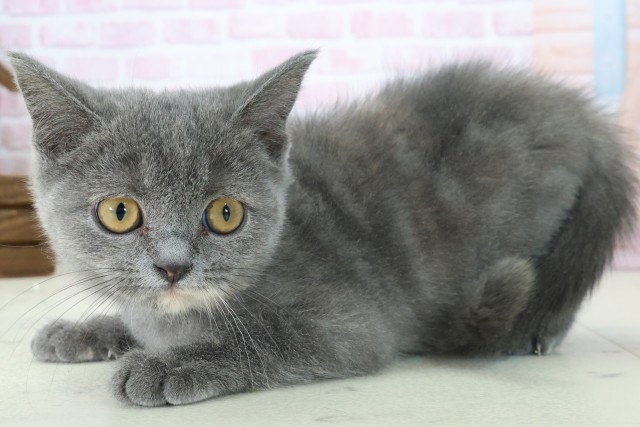 広島県のブリティッシュショートヘアー (Coo&RIKU福山店/2025年10月1日生まれ/女の子/ブルークリーム)の子猫の3枚目の画像