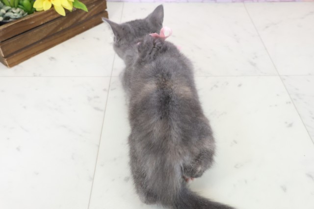 広島県のブリティッシュショートヘアー (Coo&RIKU福山店/2025年10月1日生まれ/女の子/ブルークリーム)の子猫の4枚目の画像