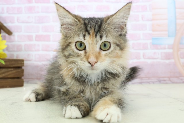 熊本県のメインクーン (Coo&RIKUカリーノ玉名店/2025年10月8日生まれ/女の子/ブラウンパッチドタビーホワイト)の子猫の1枚目の画像