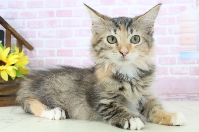 熊本県のメインクーン (Coo&RIKUカリーノ玉名店/2025年10月8日生まれ/女の子/ブラウンパッチドタビーホワイト)の子猫の2枚目の画像