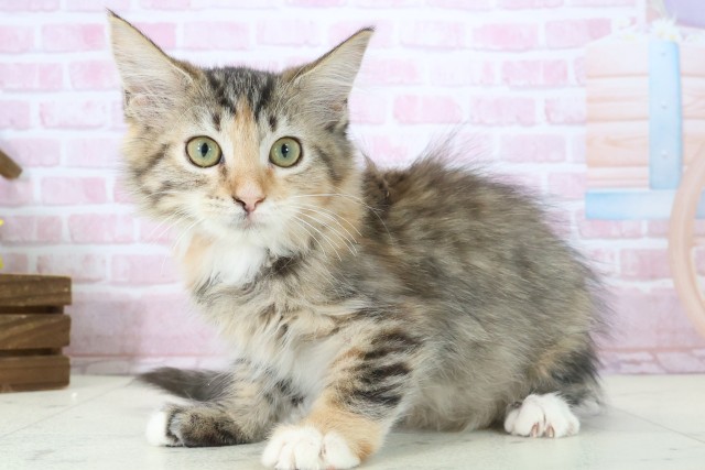 熊本県のメインクーン (Coo&RIKUカリーノ玉名店/2025年10月8日生まれ/女の子/ブラウンパッチドタビーホワイト)の子猫の3枚目の画像