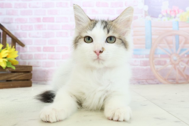 大分県のメインクーン (Coo&RIKU大分店/2025年10月8日生まれ/女の子/ブラウンタビーホワイト)の子猫の1枚目の画像