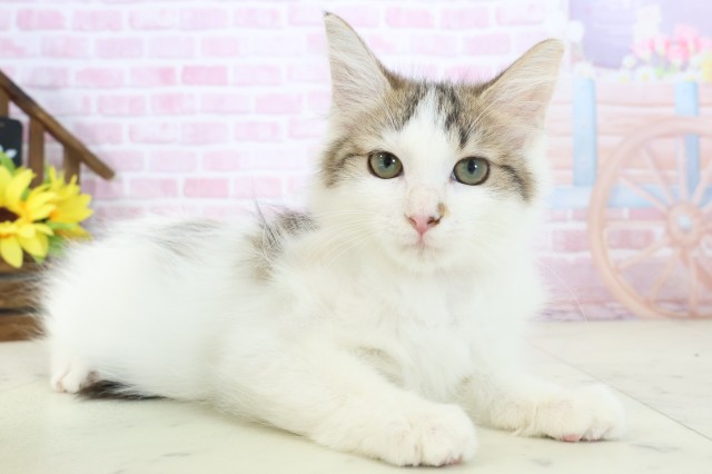 大分県のメインクーン (Coo&RIKU大分店/2025年10月8日生まれ/女の子/ブラウンタビーホワイト)の子猫の2枚目の画像