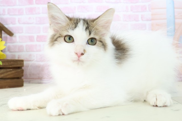 大分県のメインクーン (Coo&RIKU大分店/2025年10月8日生まれ/女の子/ブラウンタビーホワイト)の子猫の3枚目の画像