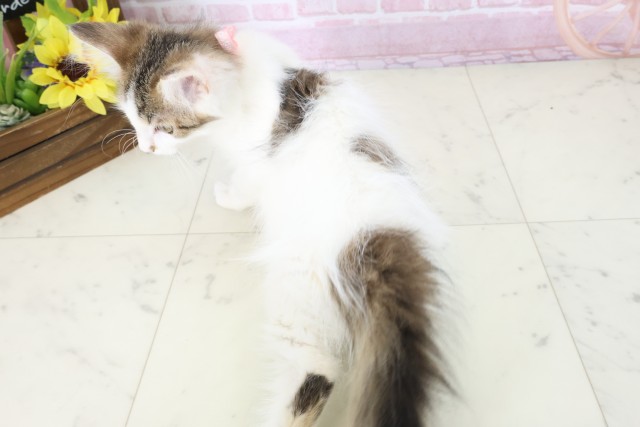 大分県のメインクーン (Coo&RIKU大分店/2025年10月8日生まれ/女の子/ブラウンタビーホワイト)の子猫の4枚目の画像