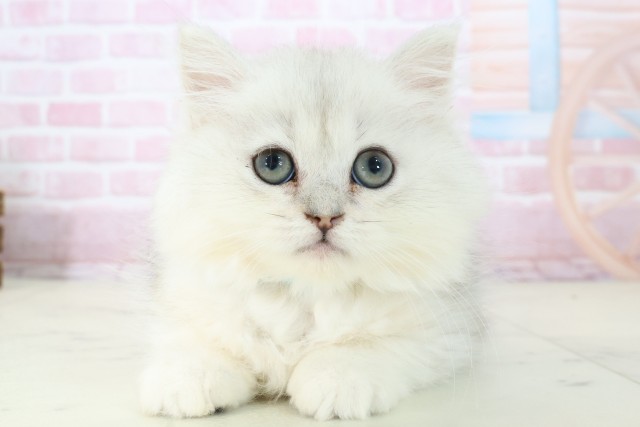 福岡県のペルシャ (Coo&RIKUゆめタウン飯塚店/2025年10月28日生まれ/男の子/チンチラシルバー)の子猫の1枚目の画像