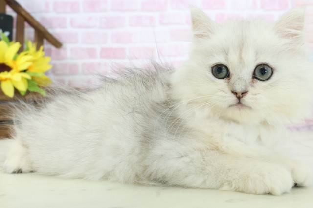福岡県のペルシャ (Coo&RIKUゆめタウン飯塚店/2025年10月28日生まれ/男の子/チンチラシルバー)の子猫の2枚目の画像