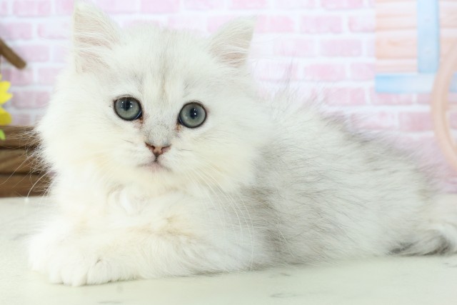 福岡県のペルシャ (Coo&RIKUゆめタウン飯塚店/2025年10月28日生まれ/男の子/チンチラシルバー)の子猫の3枚目の画像