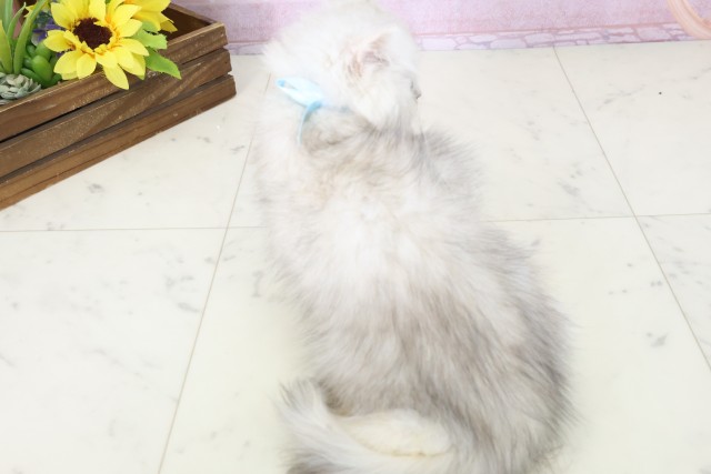 福岡県のペルシャ (Coo&RIKUゆめタウン飯塚店/2025年10月28日生まれ/男の子/チンチラシルバー)の子猫の4枚目の画像