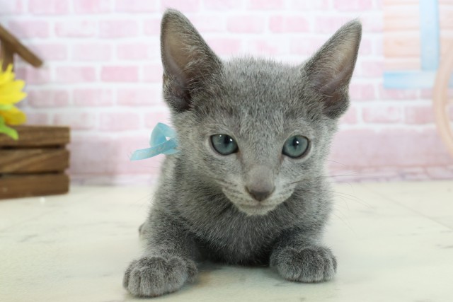 福岡県のロシアンブルー (Coo&RIKUフォレストシティ春日店/2025年11月9日生まれ/男の子/ブルー)の子猫の1枚目の画像