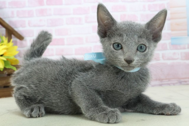 福岡県のロシアンブルー (Coo&RIKUフォレストシティ春日店/2025年11月9日生まれ/男の子/ブルー)の子猫の2枚目の画像