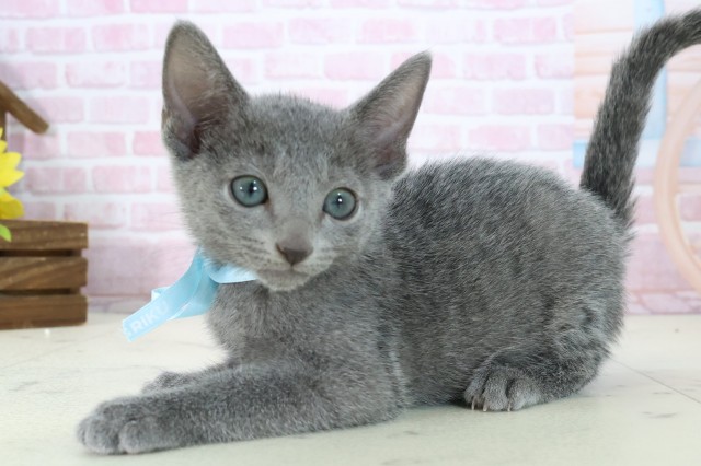 福岡県のロシアンブルー (Coo&RIKUフォレストシティ春日店/2025年11月9日生まれ/男の子/ブルー)の子猫の3枚目の画像