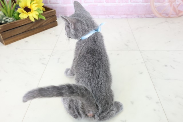 福岡県のロシアンブルー (Coo&RIKUフォレストシティ春日店/2025年11月9日生まれ/男の子/ブルー)の子猫の4枚目の画像