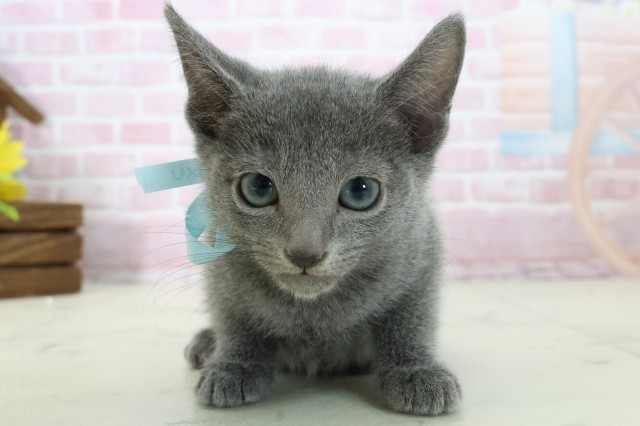 広島県のロシアンブルー (Coo&RIKUゆめタウン大竹店/2025年11月9日生まれ/男の子/ブルー)の子猫の1枚目の画像