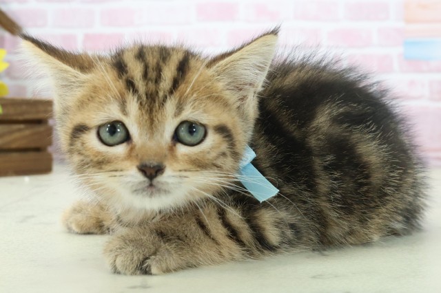 福岡県のマンチカン (Coo&RIKU行橋店/2025年11月11日生まれ/男の子/ブラウンタビー)の子猫の3枚目の画像