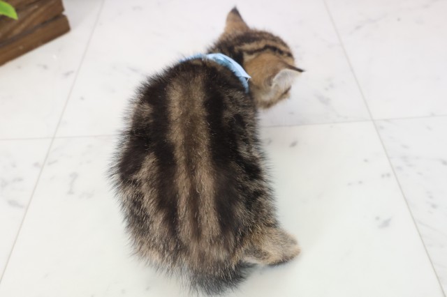 福岡県のマンチカン (Coo&RIKU行橋店/2025年11月11日生まれ/男の子/ブラウンタビー)の子猫の4枚目の画像