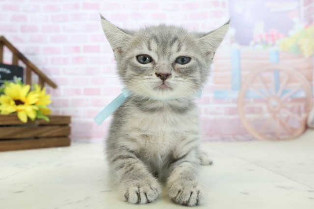 熊本県のマンチカン (Coo&RIKUイオンモール宇城店/2025年11月11日生まれ/男の子/ブルータビー)の子猫の1枚目の画像