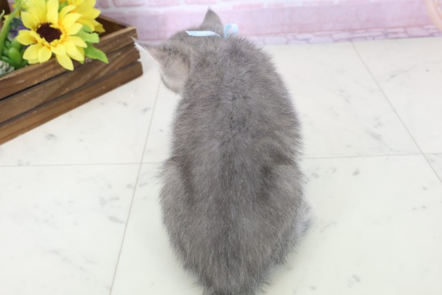 熊本県のマンチカン (Coo&RIKUイオンモール宇城店/2025年11月11日生まれ/男の子/ブルータビー)の子猫の4枚目の画像