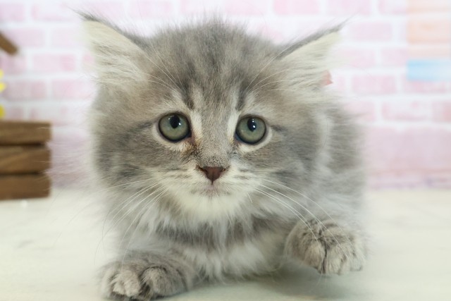 宮崎県のマンチカン (Coo&RIKU宮崎店/2025年11月11日生まれ/女の子/ブルータビー)の子猫の1枚目の画像