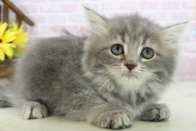 宮崎県のマンチカン (Coo&RIKU宮崎店/2025年11月11日生まれ/女の子/ブルータビー)の子猫の2枚目の画像