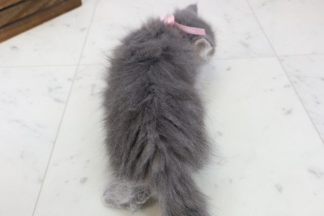 宮崎県のマンチカン (Coo&RIKU宮崎店/2025年11月11日生まれ/女の子/ブルータビー)の子猫の4枚目の画像