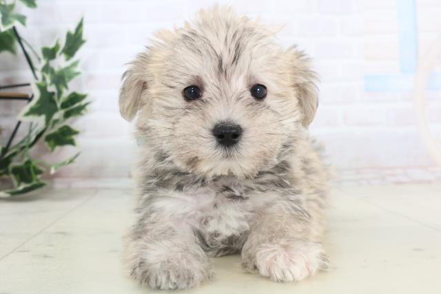山口県のシュナマル/マルシュナ(シュナウザー×マルチーズ) (Coo&RIKUサンパークあじす店/2025年11月15日生まれ/男の子/クリームセーブル)の子犬の1枚目の画像