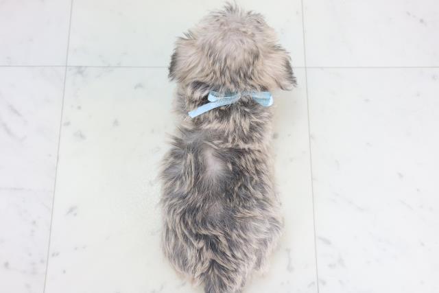 山口県のシュナマル/マルシュナ(シュナウザー×マルチーズ) (Coo&RIKUサンパークあじす店/2025年11月15日生まれ/男の子/クリームセーブル)の子犬の4枚目の画像