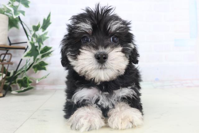 山口県のシュナマル/マルシュナ(シュナウザー×マルチーズ) (Coo&RIKUシーモール下関店/2025年11月15日生まれ/男の子/ブラックホワイト)の子犬の1枚目の画像