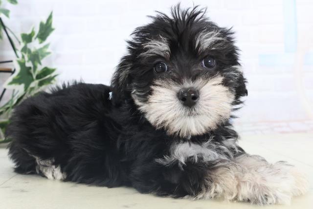 山口県のシュナマル/マルシュナ(シュナウザー×マルチーズ) (Coo&RIKUシーモール下関店/2025年11月15日生まれ/男の子/ブラックホワイト)の子犬の2枚目の画像