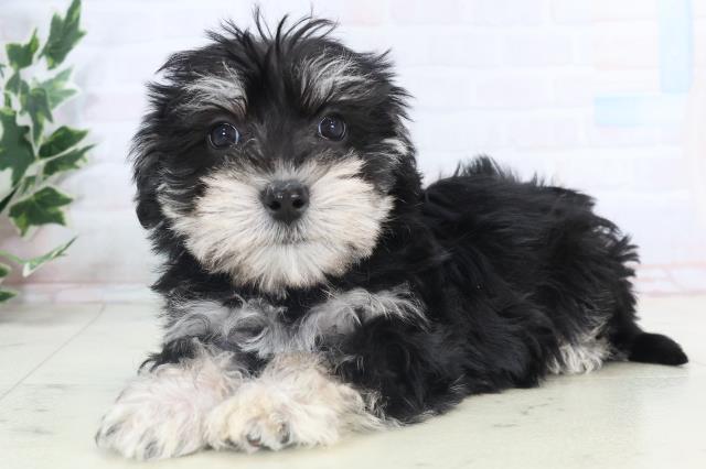 山口県のシュナマル/マルシュナ(シュナウザー×マルチーズ) (Coo&RIKUシーモール下関店/2025年11月15日生まれ/男の子/ブラックホワイト)の子犬の3枚目の画像