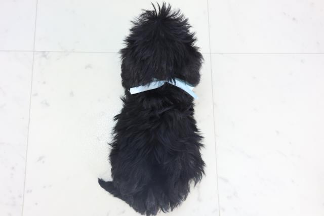 山口県のシュナマル/マルシュナ(シュナウザー×マルチーズ) (Coo&RIKUシーモール下関店/2025年11月15日生まれ/男の子/ブラックホワイト)の子犬の4枚目の画像