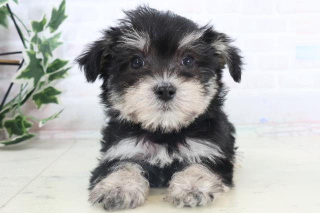 広島県のシュナマル/マルシュナ(シュナウザー×マルチーズ) (Coo&RIKUゆめタウン大竹店/2025年11月15日生まれ/女の子/ブラックホワイト)の子犬の1枚目の画像
