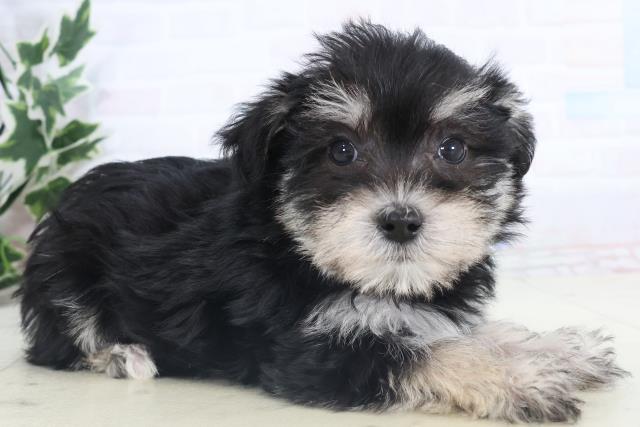 広島県のシュナマル/マルシュナ(シュナウザー×マルチーズ) (Coo&RIKUゆめタウン大竹店/2025年11月15日生まれ/女の子/ブラックホワイト)の子犬の2枚目の画像