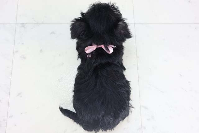 広島県のシュナマル/マルシュナ(シュナウザー×マルチーズ) (Coo&RIKUゆめタウン大竹店/2025年11月15日生まれ/女の子/ブラックホワイト)の子犬の4枚目の画像