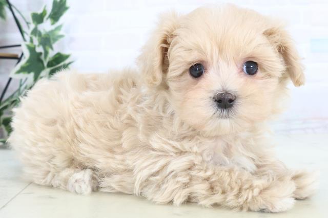 福岡県のマルプー(マルチーズ×プードル) (Coo&RIKUゆめタウン飯塚店/2025年11月15日生まれ/男の子/クリーム)の子犬の2枚目の画像