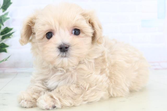 福岡県のマルプー(マルチーズ×プードル) (Coo&RIKUゆめタウン飯塚店/2025年11月15日生まれ/男の子/クリーム)の子犬の3枚目の画像