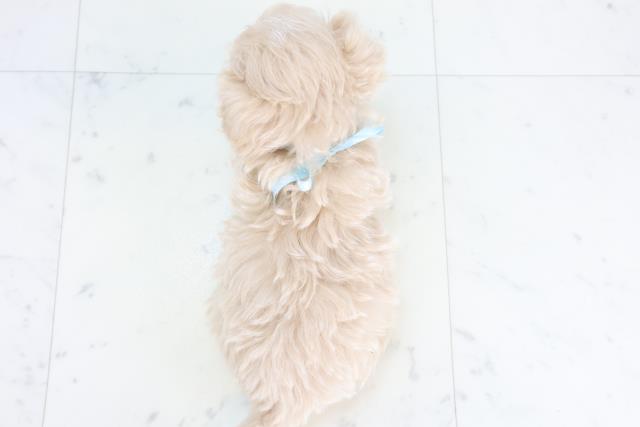 福岡県のマルプー(マルチーズ×プードル) (Coo&RIKUゆめタウン飯塚店/2025年11月15日生まれ/男の子/クリーム)の子犬の4枚目の画像