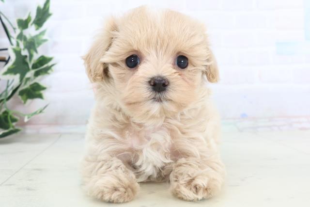 福岡県のマルプー(マルチーズ×プードル) (Coo&RIKUゆめタウン飯塚店/2025年11月15日生まれ/女の子/クリーム)の子犬の1枚目の画像