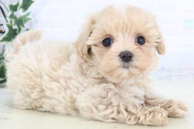福岡県のマルプー(マルチーズ×プードル) (Coo&RIKUゆめタウン飯塚店/2025年11月15日生まれ/女の子/クリーム)の子犬の2枚目の画像