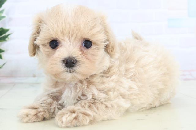 福岡県のマルプー(マルチーズ×プードル) (Coo&RIKUゆめタウン飯塚店/2025年11月15日生まれ/女の子/クリーム)の子犬の3枚目の画像