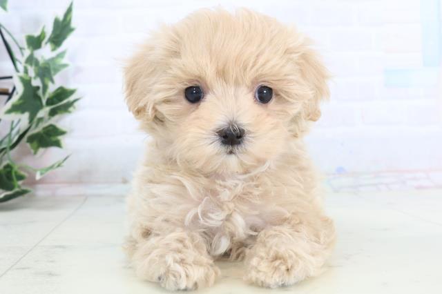 山口県のマルプー(マルチーズ×プードル) (Coo&RIKUサンパークあじす店/2025年11月15日生まれ/女の子/クリーム)の子犬の1枚目の画像