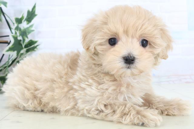 山口県のマルプー(マルチーズ×プードル) (Coo&RIKUサンパークあじす店/2025年11月15日生まれ/女の子/クリーム)の子犬の2枚目の画像