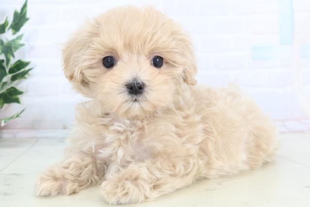 山口県のマルプー(マルチーズ×プードル) (Coo&RIKUサンパークあじす店/2025年11月15日生まれ/女の子/クリーム)の子犬の3枚目の画像