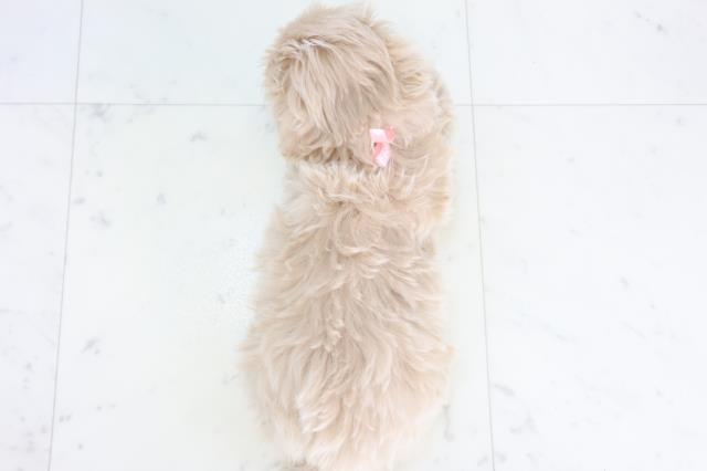 山口県のマルプー(マルチーズ×プードル) (Coo&RIKUサンパークあじす店/2025年11月15日生まれ/女の子/クリーム)の子犬の4枚目の画像